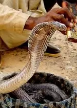 360° Géo - Les chasseurs de serpents du Cambodge