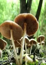 A fond sur le champignon