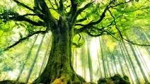 Science grand format - Le génie des arbres