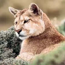 Puma, le seigneur des montagnes