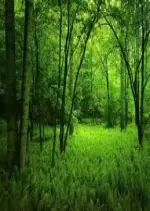 La forêt au rythme des saisons