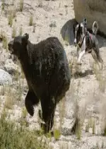 Les chiens traqueurs d'ours du Nevada