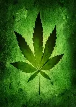 Et si on légalisait le cannabis en France ?