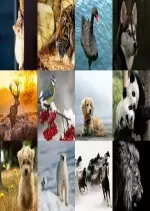 Animals Wallpaper [Fond d'écran]