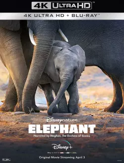 Elephant [WEB-DL 4K] - MULTI (FRENCH)