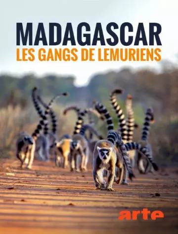 Madagascar : les gangs de lémuriens - Saison 1 - vf