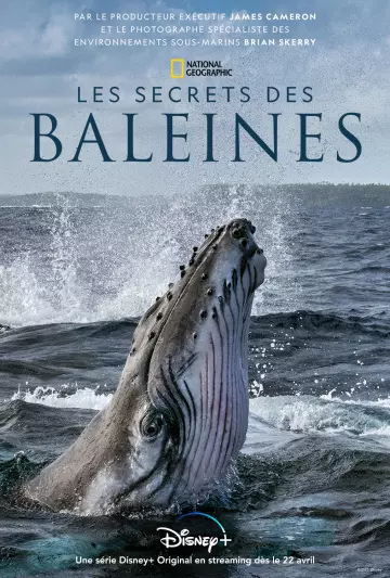 Les Secrets des baleines - Saison 1 - vf-hq